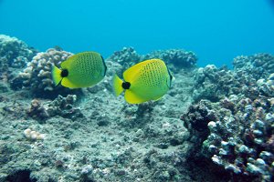 Fish 2