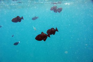 Fish 3