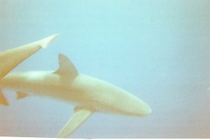 Shark