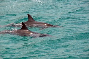 Dolphin