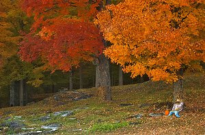 fall 