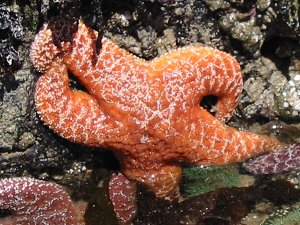 star fish