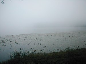 fog