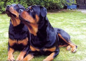 Rotties