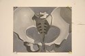 pelvis